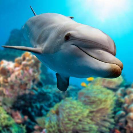 Dynamic Dolphin Power Animal Connections Maintenance Attunement