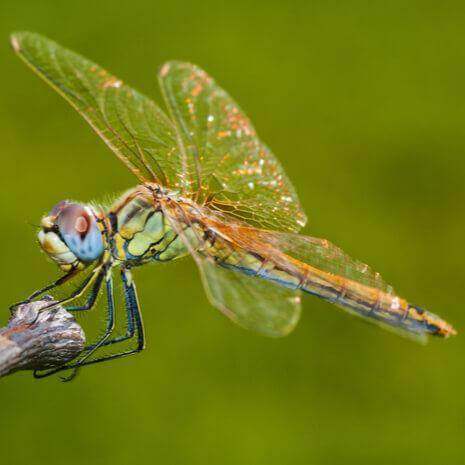 Dynamic Dragonfly Power Animal Connections Maintenance Attunement