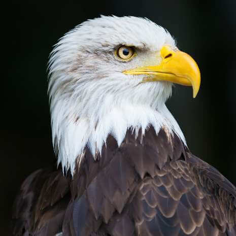 Dynamic Eagle Power Animal Connections Maintenance Attunement