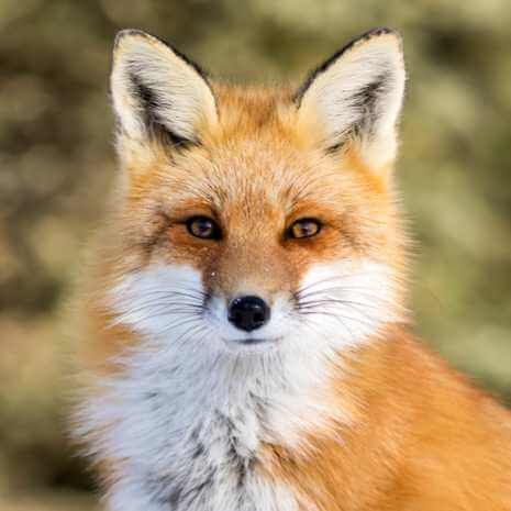 Dynamic Fox Power Animal Connections Maintenance Attunement