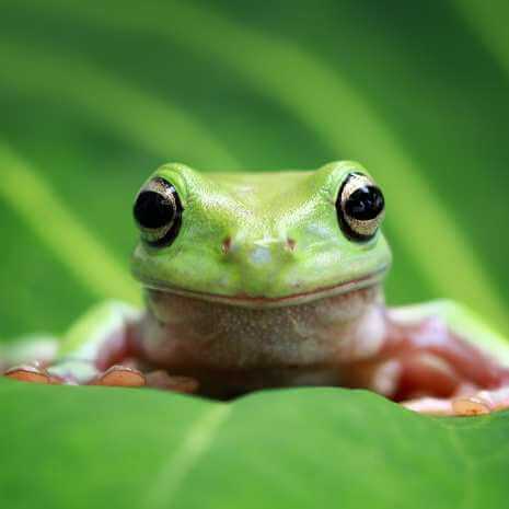 Dynamic Frog Power Animal Connections Maintenance Attunement