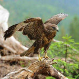 Dynamic Hawk Power Animal Connections Maintenance Attunement