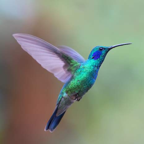 Dynamic Hummingbird Power Animal Connections Maintenance Attunement