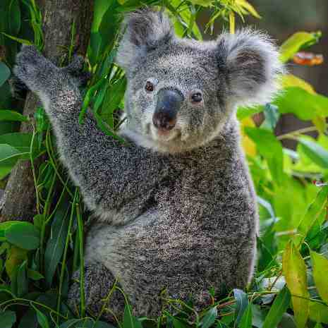 Dynamic Koala Power Animal Connections Maintenance Attunement