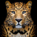 Dynamic Leopard Power Animal Connections Maintenance Attunement