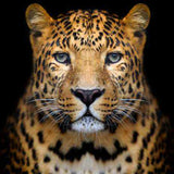 Dynamic Leopard Power Animal Connections Maintenance Attunement