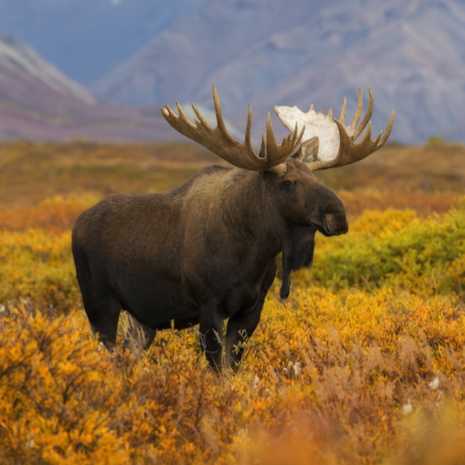 Dynamic Moose Power Animal Connections Maintenance Attunement