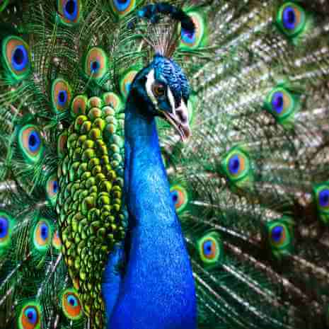 Dynamic Peacock Power Animal Connections Maintenance Attunement