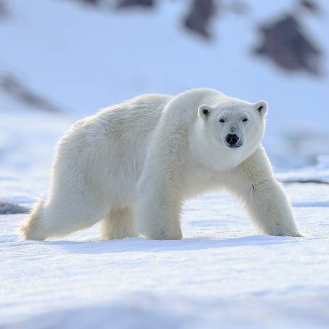 Dynamic Polar Bear Power Animal Connections Maintenance Attunement