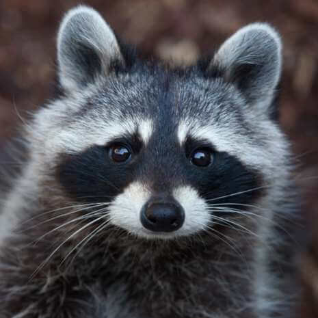 Dynamic Racoon Power Animal Connections Maintenance Attunement