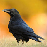 Dynamic Raven Power Animal Connections Maintenance Attunement