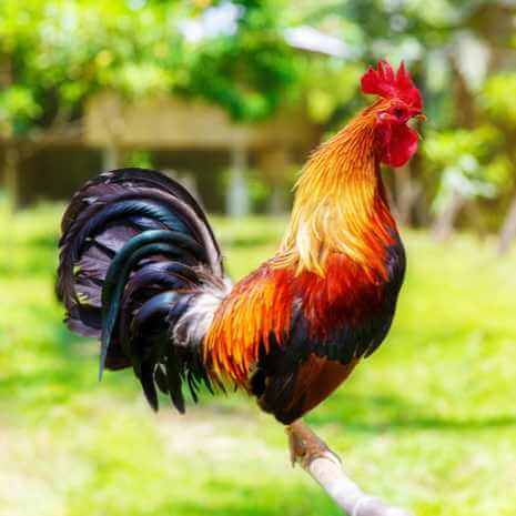 Dynamic Rooster Power Animal Connections Maintenance Attunement