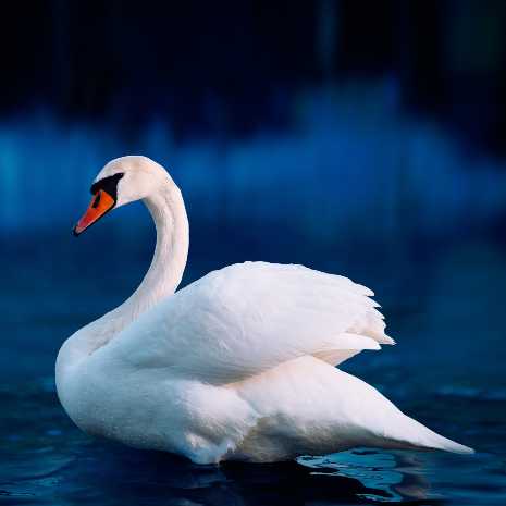 Dynamic Swan Power Animal Connections Maintenance Attunement