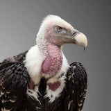 Dynamic Vulture Power Animal Connections Maintenance Attunement