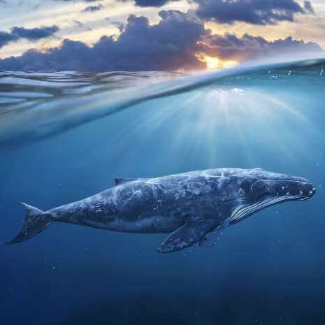 Dynamic Whale Power Animal Connections Maintenance Attunement
