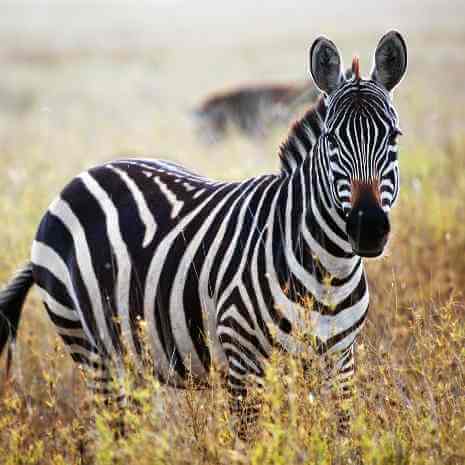 Dynamic Zebra Power Animal Connections Maintenance Attunement