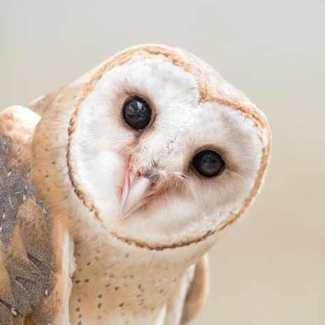 Owl Power Animal Connections Maintenance Attunement